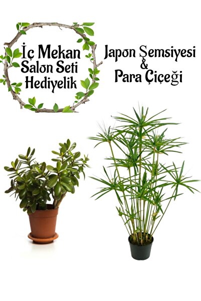 Gardenbox Japon Şemsiyesi(40-60)Cm 1 Adet Saksılı+ Para Çiçeği Bitkisi1 Adet ...