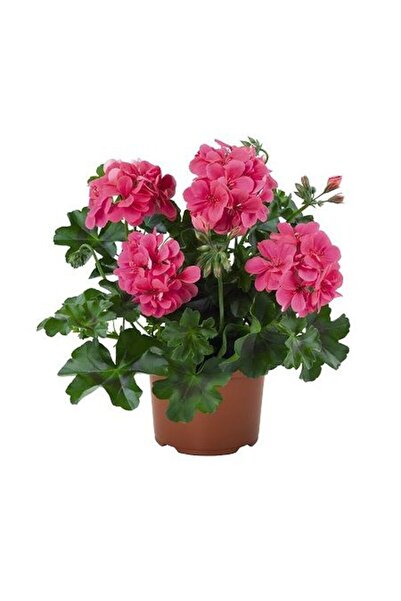 Nura Botanik Hediyelik Pembe Sakız Sardunya Fidanı Kadınlar Gününe Özel Tül K...
