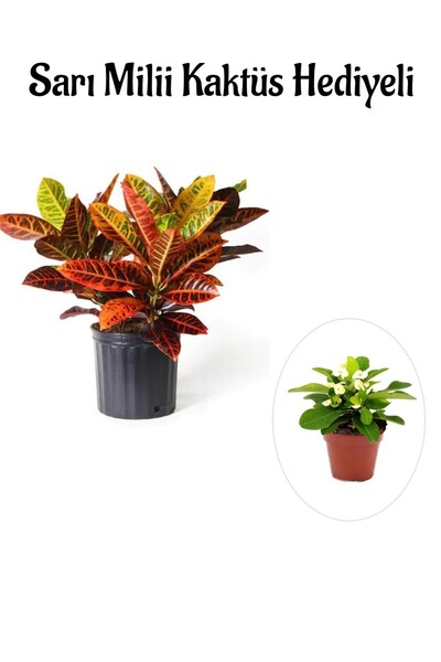 Nura Botanik Harika Günümlü Kraton Çiçeği Bitkisi Sevgililer Gününe Özel Sarı...