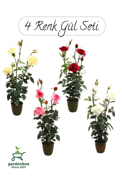 Nura Botanik Saksılı Gül Seti Kokulu 4 ADET Yediveren Gül Sarı+Kırmızı+Pembe+Beyaz Renk 30-50Cm