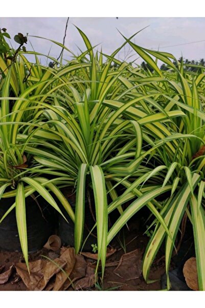 Gardenbox Kurdele Çiçeği (chlorophytum)