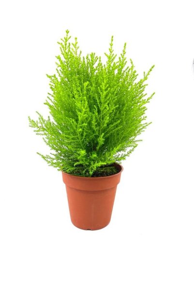 Gardenbox Videolu Limon Kokulu Limoni Servi 1 Adet Saksılı/ Tüplü Ev Ofis Sal...