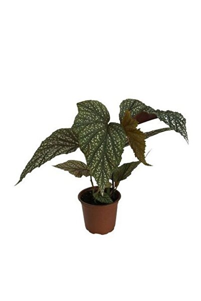 Gardenbox Videolu Çilli Begonya 1 Adet Saksılı 20-40cm Iç Mekan Salon Bitkisi (BEGONİA CORALLİNA)