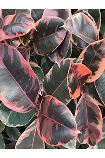 Gardenbox Pembe Alacalı Kauçuk Çiçeği - Ev Ofis Salon Iç Mekan Bitkisi 65-70 Cm