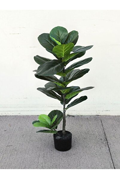 Nura Botanik Videolu Keman Yapraklı Kauçuk Çiçeği Fidanı 1 Adet Saksılı 60-80...