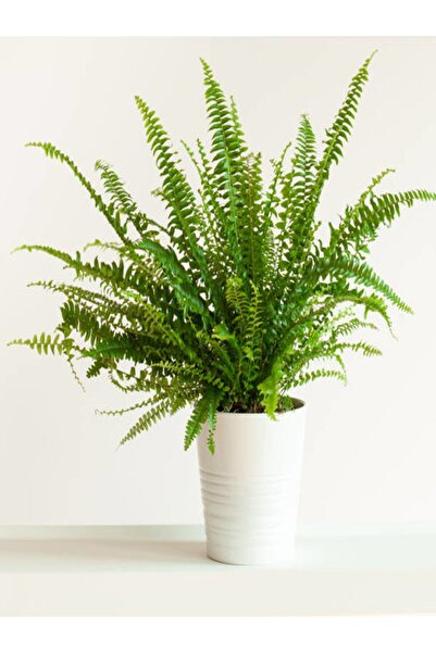 Nura Botanik Aşk Merdiveni Fujer Dolgun Formlu 14.5 Saksıda Iç Mekan Bitkisi ...