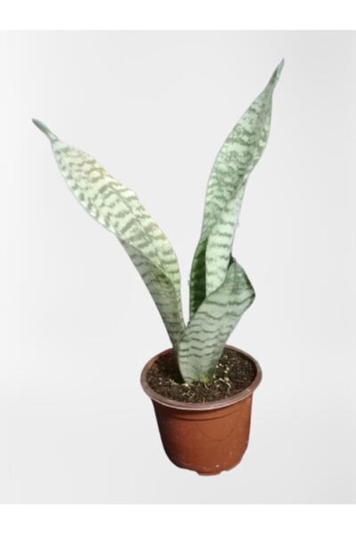 Gardenbox Çok Avantajlı Mini Paşa Kılıcı Sansevieria [30-40cm]