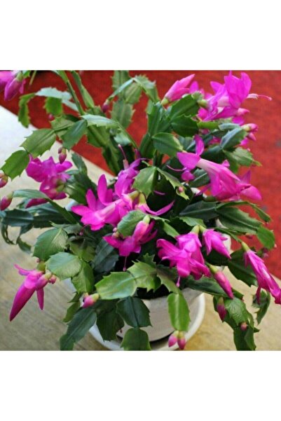 Nura Botanik Çok Avantajlı Mor Yılbaşı Çiçeği Fidanı Saksılı