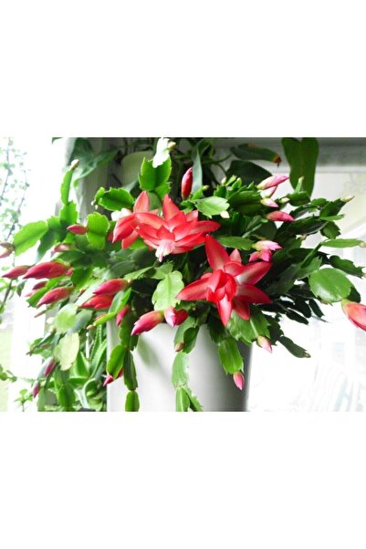 Bitkim Sende Çok Avantajlı Kırmızı Yılbaşı Çiçeği Fidanı Saksılı