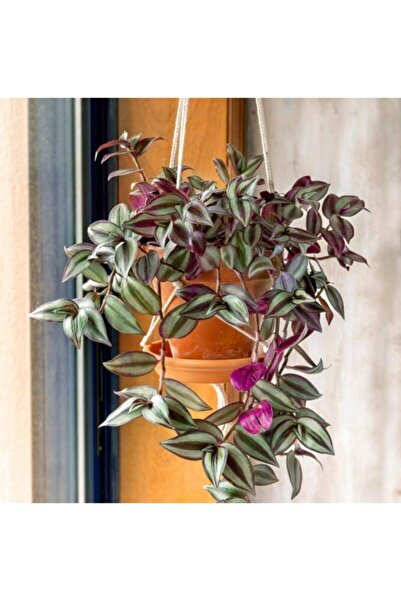 Gardenbox Çok Avantajlı Telgraf Çiçeği Askılı Saksı Tradescantia Zebrina Çiçeği