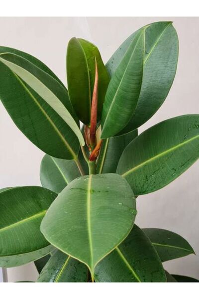 Nura Botanik Videolu Kauçuk Bitkisi1 Adet Saksılı 60-80cm Ev Ofis Salon Bitki...