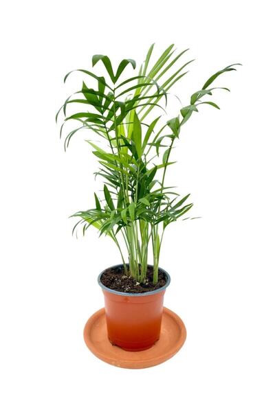 Chamaedorea Elegance Mountain Palm
