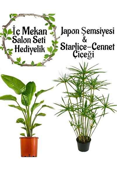 Nura Botanik Japon Şemsiyesi(40-60)Cm 1 Adet Saksılı+Starliçe Çiçeği(50-60cm)...