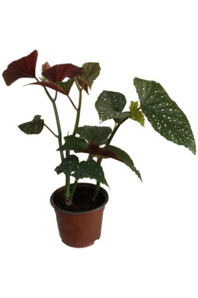 Gardenbox Videolu Çiçekli Çilli Begonya 1 Adet Saksılı 20-30cm Iç Mekan Ev Salon Bitkisi(BEGONİA CORALLİNA)