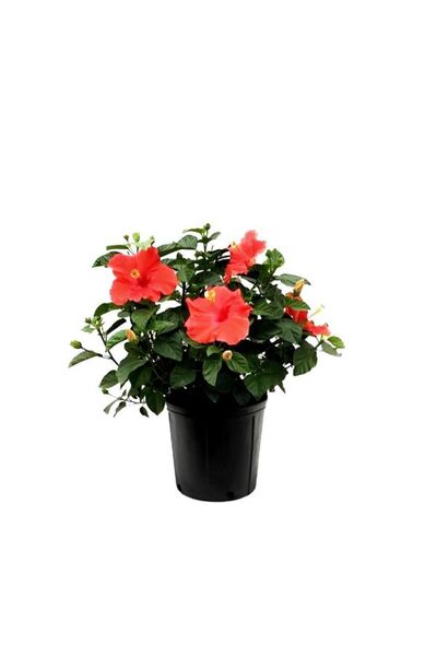 Red Japanese Rose Flower Tulle Asparagus Special for Women's Day