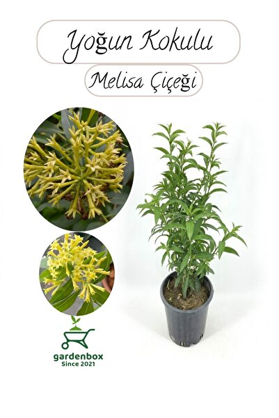 Nura Botanik Melisa Parfüm Çiçeği 30-50Cm 1 ADET (Cestrum Nocturnum)