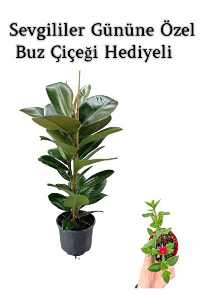 Nura Botanik Parlak Canlı Yapraklı Kauçuk Bitkisi Sevgililer Gününe Özel BUZ ...