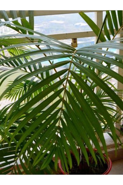 Gardenbox Videolu Areca Palm-areka Palmiyesi 1 Adet Saksılı 20-40cm Ev Ofis Bitkisi (DYPSİS LUCENTES)