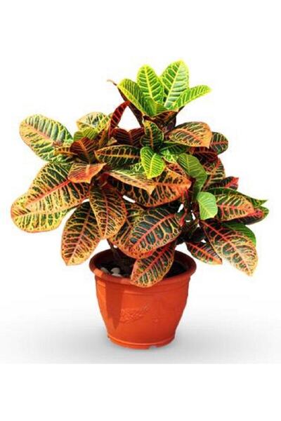 Gardenbox Kraton Bitkisi 30 40 Cm Boy Croton Petra 13 Cm Saksı Çapı Ev Ofis S...