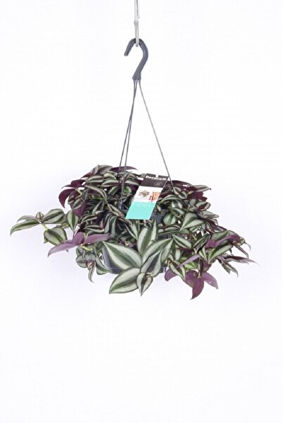 Gardenbox Çok Avantajlı Telgraf Çiçeği Askılı Saksı Tradescantia Zebrina Çiçeği