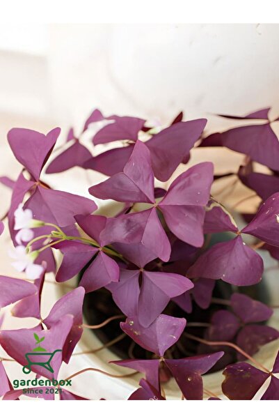 Nura Botanik Uyku Çiçeği Süs Yoncası Oxalis triangularis 1 ADET 20-30Cm