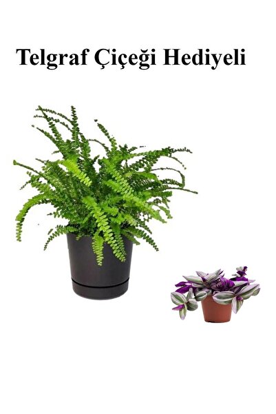 Gardenbox Hediyelik Aşk Merdiveni Çiçeği Sevgililer Gününe Özel TELGRAF HEDİYELİ
