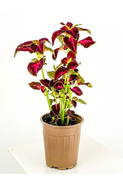 Gardenbox Videolu Cam Güzeli Yeşil Kenarlı Çiçeği Fidanı 1 Adet Saksılı 20-40cm Iç Mekan Ev Salon Bitkisi