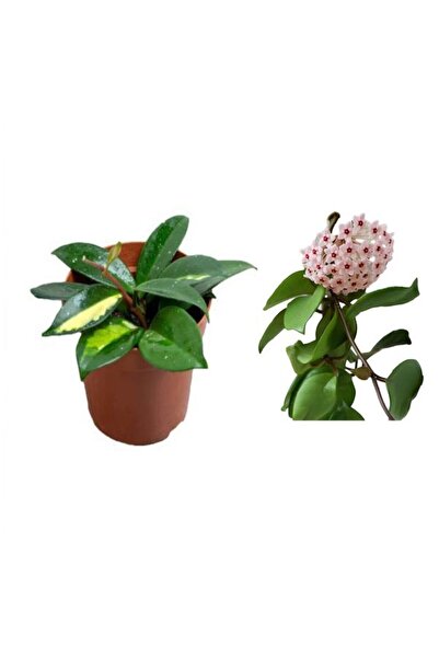 Nura Botanik Videolu Mum Çiçeği Hoya Carnosa Fidesi 1 Adet Saksılı 10-20cm Iç...