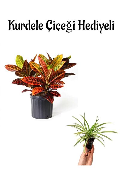 Gardenbox Renkli Yapraklı Kraton Çiçeği Sevgililer Gününe Özel Kurdele Çiçeği...