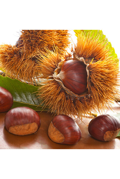 ŞANGULOĞLU Karadeniz Kestane Fidanı Tüplü 100-120 Cm