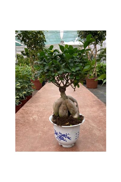 Ficus Microcarpa Ginseng Bonsai Orta Boy