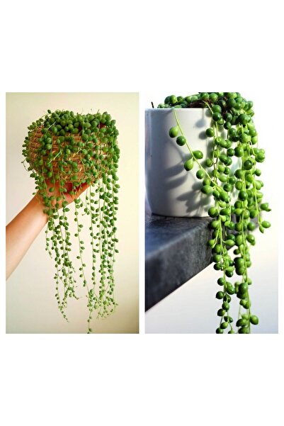serada decor & plant Tespih Çiçeği İnci Tanesi Askılı Büyük Saksı Senecio Row...