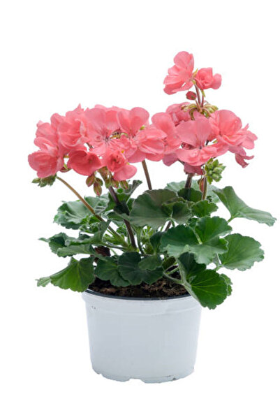 serada decor & plant Hediyelik Toz Pembe Sardunya Fidanı Sevgililer Gününe Öz...