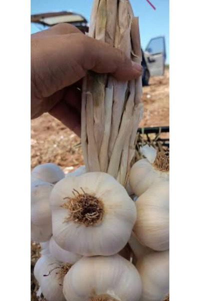 BATTON Taşköprü sarımsağı orta 1kg Kastamonu 2025 yeni