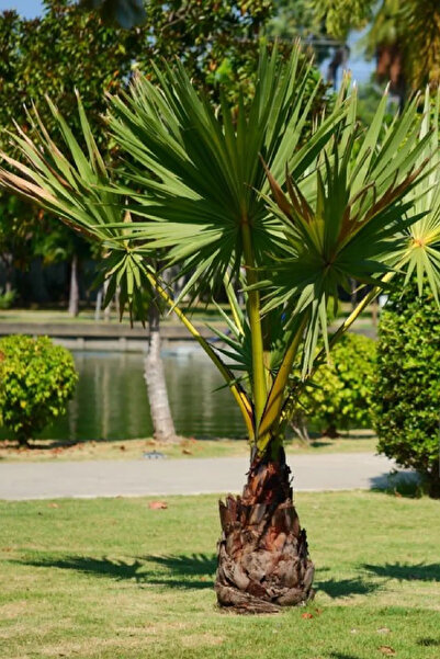 DH STORE Tropikal Palmiye Ağacı Fidanı 3 Yaş