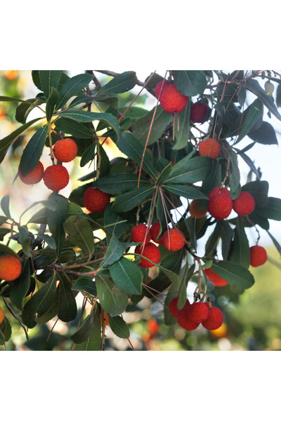 ŞANGULOĞLU DAĞ ÇİLEĞİ KOCAYEMİŞ FİDANI 30-60 CM TÜPLÜ