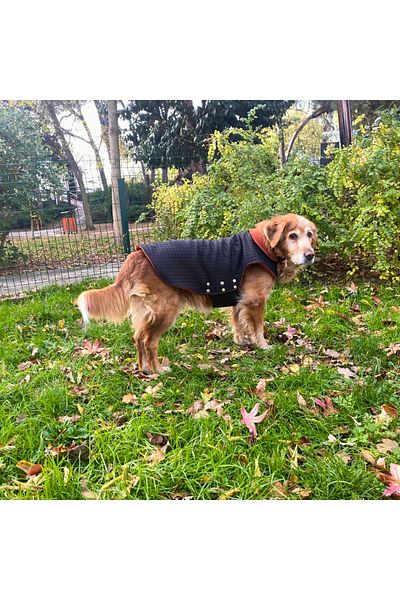 Patte Zone - Large Breed Dog Jacket