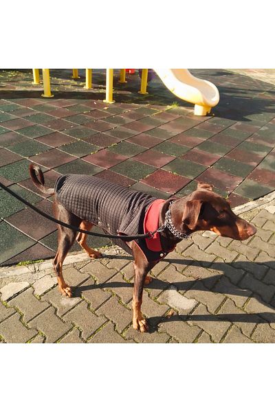 Patte Zone - Large Breed Dog Jacket