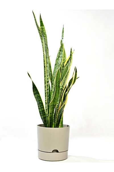 Poliwork Begonya 9 Litre Bej Tabaklı Saksı Ağız Çapı 24.5 Cm Yükseklik 23 Cm