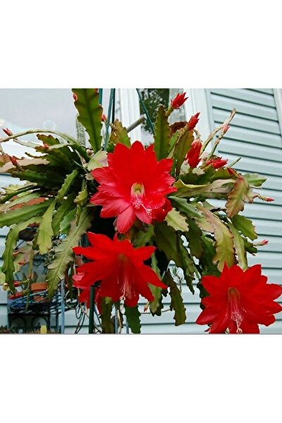 Bilgarden Epiphyllum Selenicereus Anthonyanus Atlas Çiçeği Fidanı (9 Luk Saks...