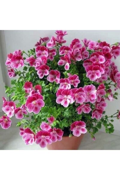 Bilgarden Pac Angeleyes Burgundy Sardunya Canan Fidesi (1 Fide)