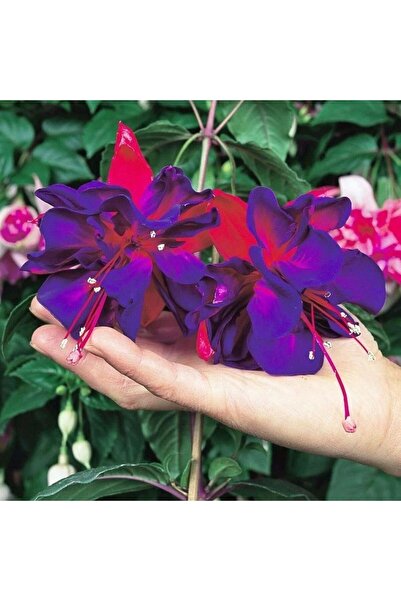 Bilgarden XXL Dev Çiçekli Vodoo Küpe Çiçeği Fidesi (1 Fide)