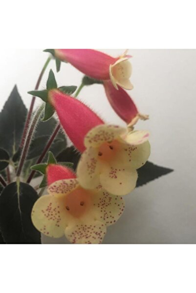 AnamurNaturel Özel Samas Kohleria Japon Küpelisi Çiçeği Fidesi (Mini Saksıda)