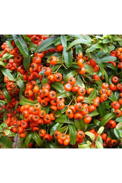 AnkaBahçe 2 Yaşında Saksılı/Tüplü Kırmızı Bodur Ateş Dikeni (Pyracantha coccinea) Fidanı - Canlı ve Renkli