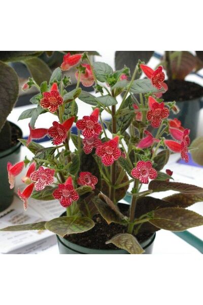 AnamurNaturel Özel Carnival Kohleria Japon Küpelisi Çiçeği Fidesi (Mini Potta)