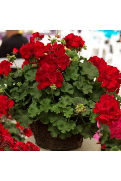 Bilgarden Sarkıcı Grandeur İvy Deep Red Sakız Sardunya Fidesi (1 Fide)