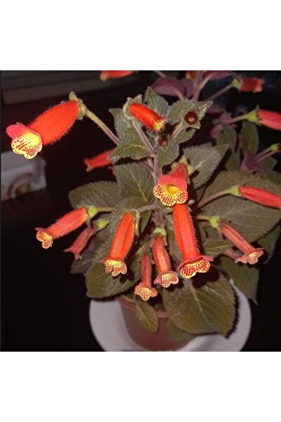 Bilgarden Özel Tür Brasil Gem Kohleria Japon Küpelisi Çiçeği Fidesi (Mini Pot)