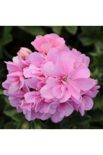 AnamurNaturel Pembe Çiçekli Grandeu İvy Pink Sakız Sardunya Çiçeği Fidesi