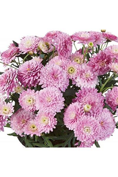 AnamurNaturel Aramis Double Pink Katmerli Çeşme Papatyası Çiçeği Fidesi (2 Ad...