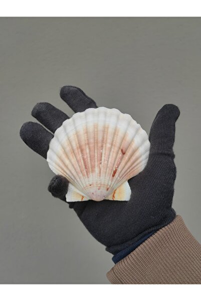 Seashell Rio Beyaz Scallop Deniz Kabuğu (8-10 cm) - 1 Adet